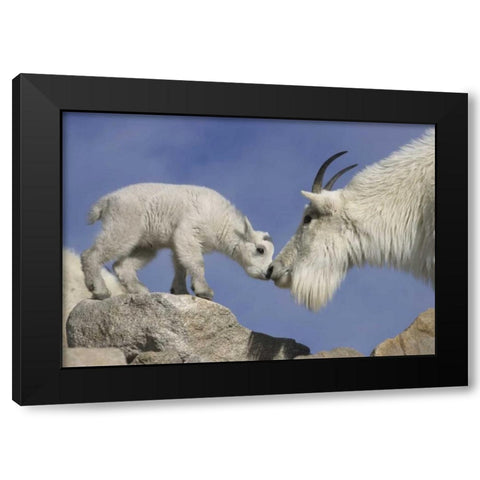 CO, Mount Evans Mountain goat mother and kid Black Modern Wood Framed Art Print with Double Matting by Illg, Cathy and Gordon