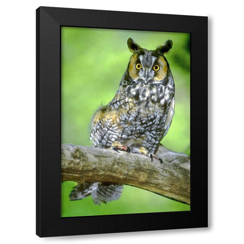Colorado Long-eared owl perched on limb Black Modern Wood Framed Art Print by Welling, Dave