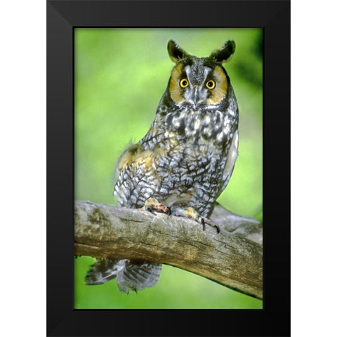 Colorado Long-eared owl perched on limb Black Modern Wood Framed Art Print by Welling, Dave