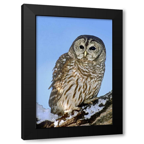 CO, Barred owl perched on snowy branch Black Modern Wood Framed Art Print with Double Matting by Welling, Dave