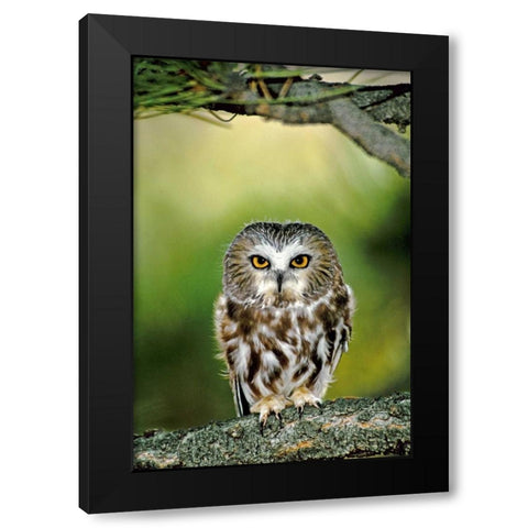CO, Northern saw-whet owl perched on fir tree Black Modern Wood Framed Art Print with Double Matting by Welling, Dave
