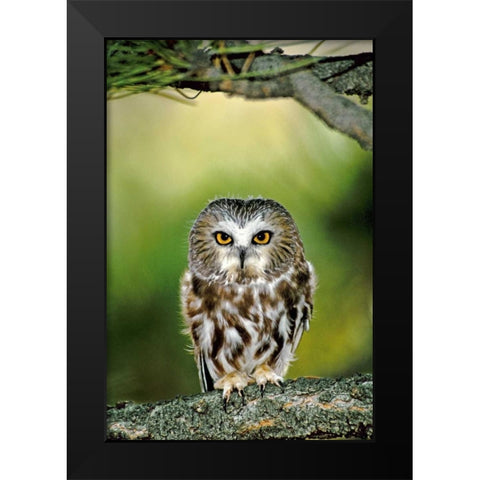 CO, Northern saw-whet owl perched on fir tree Black Modern Wood Framed Art Print by Welling, Dave