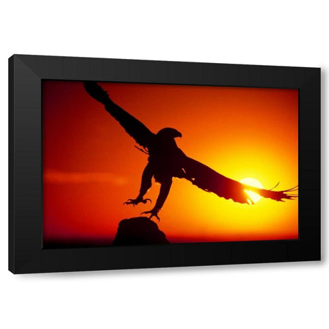 CO, A falconers golden eagle takes flight Black Modern Wood Framed Art Print with Double Matting by Welling, Dave