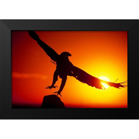 CO, A falconers golden eagle takes flight Black Modern Wood Framed Art Print by Welling, Dave