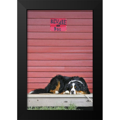 CO, Breckenridge Bernese mountain dog sleeps Black Modern Wood Framed Art Print by Lord, Fred