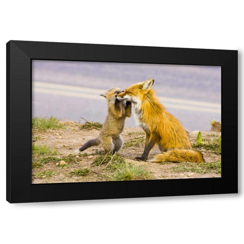 CO, Breckenridge Red fox mother with playful kit Black Modern Wood Framed Art Print with Double Matting by Lord, Fred