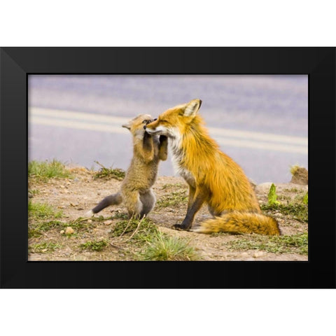 CO, Breckenridge Red fox mother with playful kit Black Modern Wood Framed Art Print by Lord, Fred