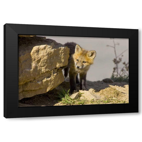 Colorado, Breckenridge Curious young red fox Black Modern Wood Framed Art Print by Lord, Fred