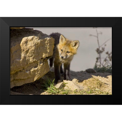 Colorado, Breckenridge Curious young red fox Black Modern Wood Framed Art Print by Lord, Fred