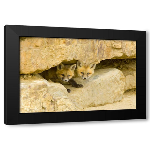 CO, Breckenridge Curious red fox kits Black Modern Wood Framed Art Print with Double Matting by Lord, Fred