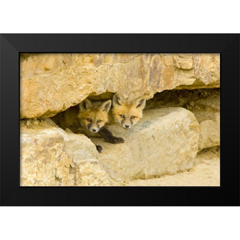 CO, Breckenridge Curious red fox kits Black Modern Wood Framed Art Print by Lord, Fred