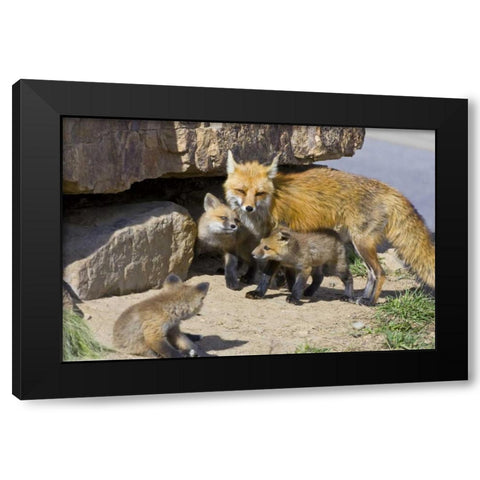 Colorado, Breckenridge Red fox mother with kits Black Modern Wood Framed Art Print with Double Matting by Lord, Fred