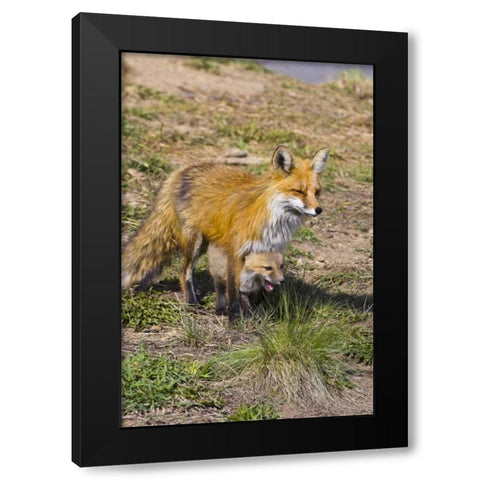 Colorado, Breckenridge Red fox mother with kit Black Modern Wood Framed Art Print by Lord, Fred