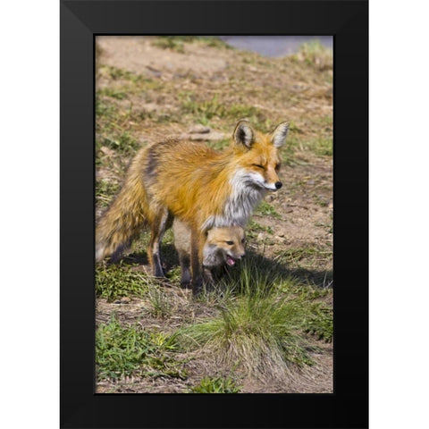 Colorado, Breckenridge Red fox mother with kit Black Modern Wood Framed Art Print by Lord, Fred