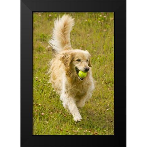 CO, Summit Co, Golden retriever fetches a ball Black Modern Wood Framed Art Print by Lord, Fred