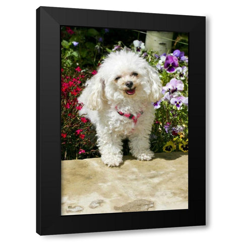CO, Summit Co, A teacup poodle in a flower bed Black Modern Wood Framed Art Print by Lord, Fred