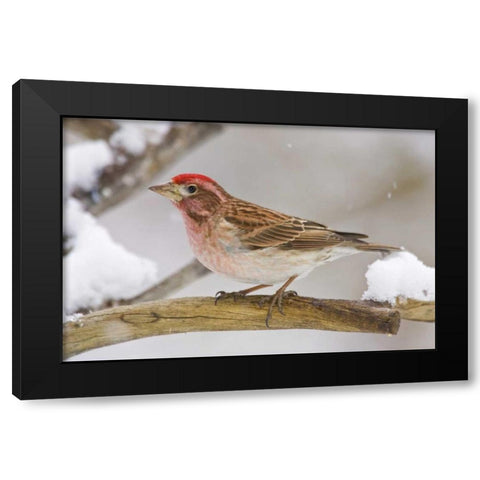 CO, Frisco Cassins finch perched on branch Black Modern Wood Framed Art Print with Double Matting by Lord, Fred