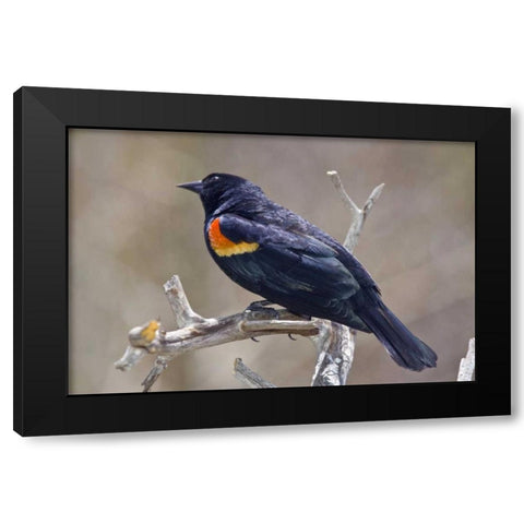 CO, Frisco Portrait of male red-winged blackbird Black Modern Wood Framed Art Print with Double Matting by Lord, Fred
