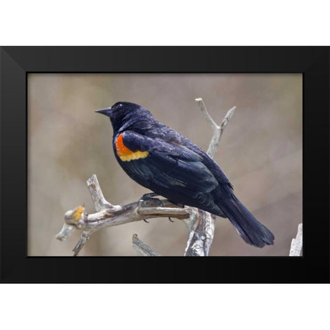 CO, Frisco Portrait of male red-winged blackbird Black Modern Wood Framed Art Print by Lord, Fred