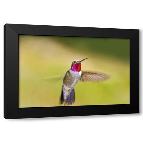 CO, Frisco Broad-tailed hummingbird in flight Black Modern Wood Framed Art Print with Double Matting by Lord, Fred