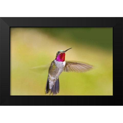 CO, Frisco Broad-tailed hummingbird in flight Black Modern Wood Framed Art Print by Lord, Fred