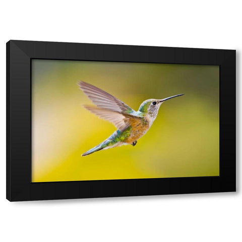 Colorado, Heeney Rufous hummingbird in flight Black Modern Wood Framed Art Print with Double Matting by Lord, Fred