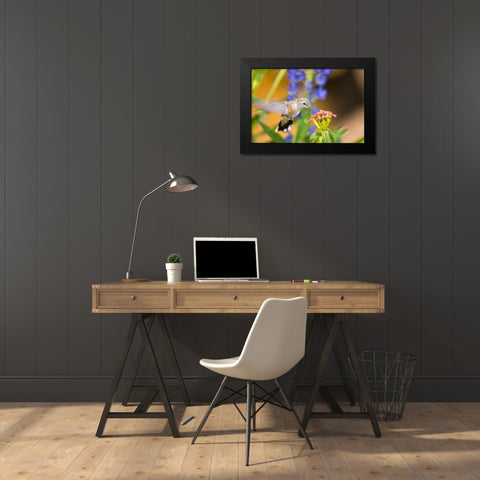CO, Leadville Rufous hummingbird feeding Black Modern Wood Framed Art Print by Lord, Fred