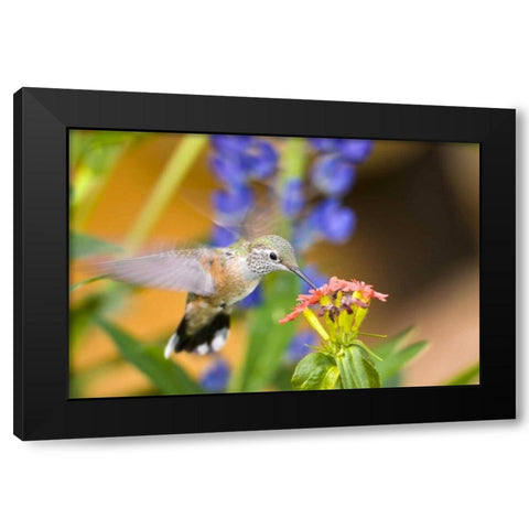 CO, Leadville Rufous hummingbird feeding Black Modern Wood Framed Art Print by Lord, Fred