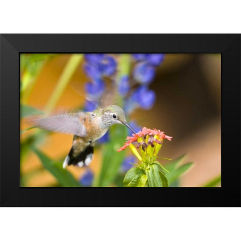 CO, Leadville Rufous hummingbird feeding Black Modern Wood Framed Art Print by Lord, Fred