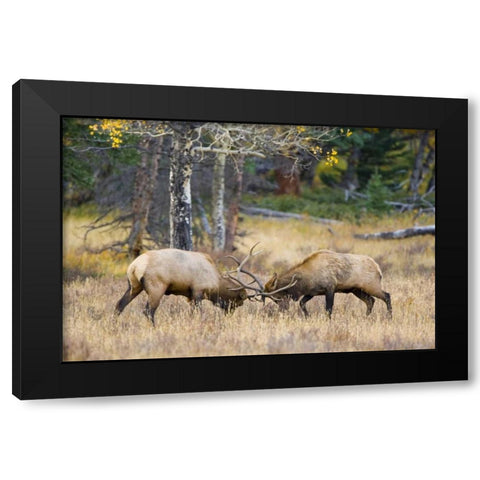 CO, Rocky Mts, Moraine Valley Bull elks sparring Black Modern Wood Framed Art Print by Lord, Fred