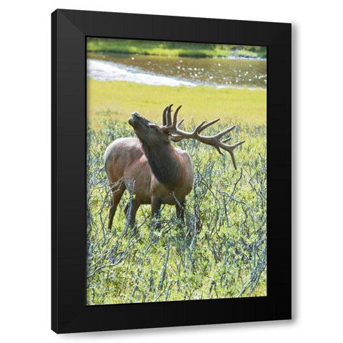 CO, Rocky Mts, Moraine Valley Bull elk Black Modern Wood Framed Art Print with Double Matting by Lord, Fred