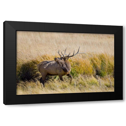 CO, Rocky Mts, Moraine Valley Bull elk Black Modern Wood Framed Art Print with Double Matting by Lord, Fred