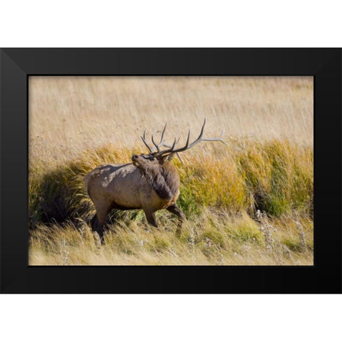 CO, Rocky Mts, Moraine Valley Bull elk Black Modern Wood Framed Art Print by Lord, Fred