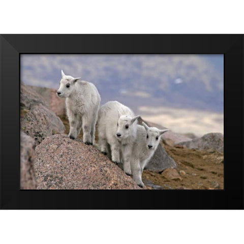 CO, Mt Evans Three mountain goat kids on rock Black Modern Wood Framed Art Print by Illg, Cathy and Gordon