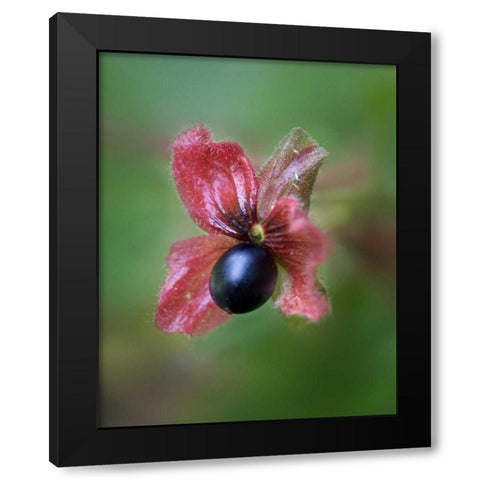 CO, Black twinberry bract and berry along a road Black Modern Wood Framed Art Print with Double Matting by Kelley, David