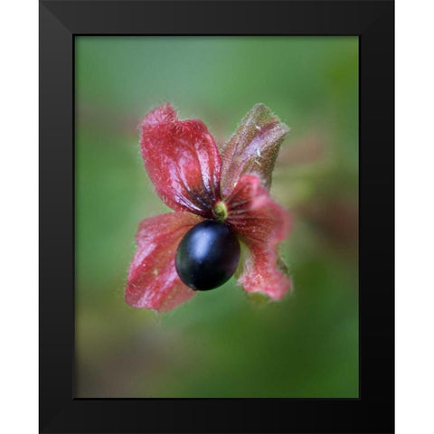 CO, Black twinberry bract and berry along a road Black Modern Wood Framed Art Print by Kelley, David