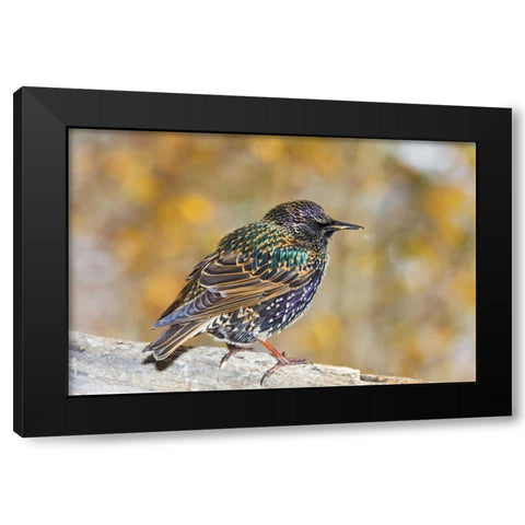 CO, Frisco European starling standing on log Black Modern Wood Framed Art Print with Double Matting by Lord, Fred