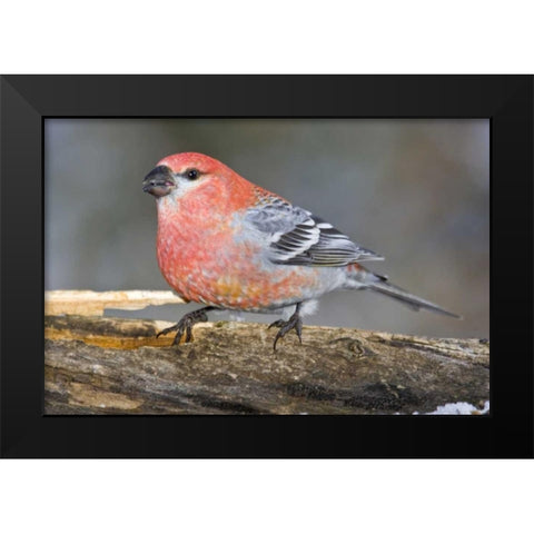 Colorado, Frisco Male pine grosbeak bird on log Black Modern Wood Framed Art Print by Lord, Fred