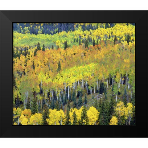 Colorado, Rocky Mts Fall colors of Aspen trees Black Modern Wood Framed Art Print by Talbot Frank, Christopher