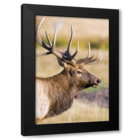 CO, Rocky Mts Bull elk with full rack of antlers Black Modern Wood Framed Art Print with Double Matting by Lord, Fred