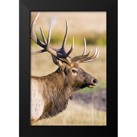 CO, Rocky Mts Bull elk with full rack of antlers Black Modern Wood Framed Art Print by Lord, Fred