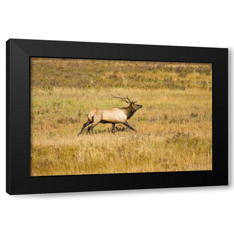 CO, Rocky Mts Bull elk with full rack of antlers Black Modern Wood Framed Art Print with Double Matting by Lord, Fred
