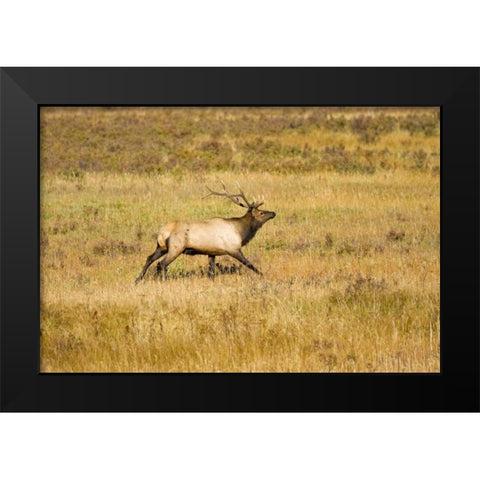 CO, Rocky Mts Bull elk with full rack of antlers Black Modern Wood Framed Art Print by Lord, Fred