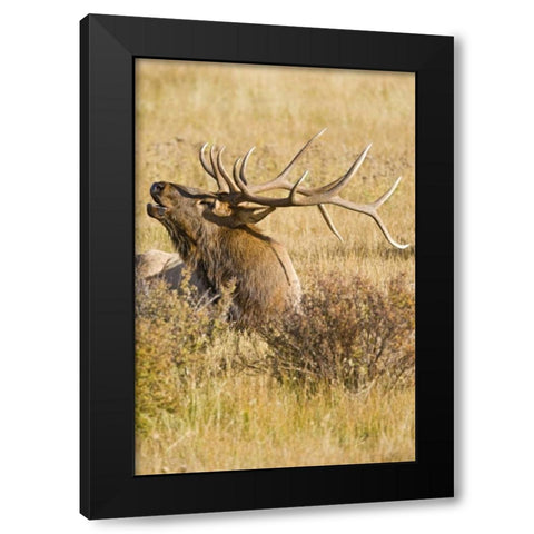CO, Rocky Mts Bull elk rests in grassy field Black Modern Wood Framed Art Print by Lord, Fred