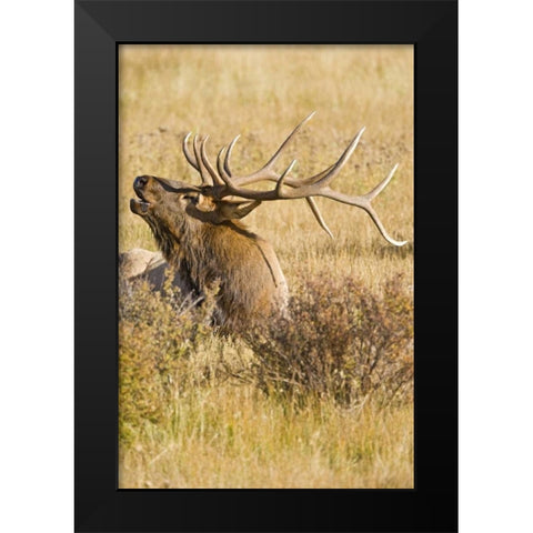CO, Rocky Mts Bull elk rests in grassy field Black Modern Wood Framed Art Print by Lord, Fred