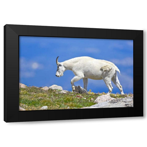 CO, Mount Evans Mountain goat walking on ridge Black Modern Wood Framed Art Print with Double Matting by Lord, Fred