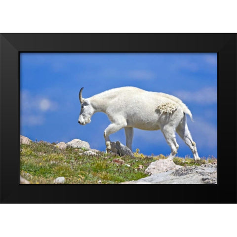 CO, Mount Evans Mountain goat walking on ridge Black Modern Wood Framed Art Print by Lord, Fred