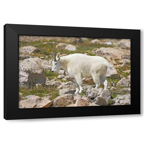 CO, Mt Evans Mountain goat standing on rocks Black Modern Wood Framed Art Print by Lord, Fred