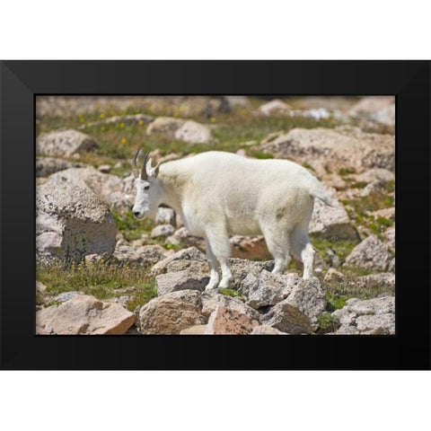 CO, Mt Evans Mountain goat standing on rocks Black Modern Wood Framed Art Print by Lord, Fred
