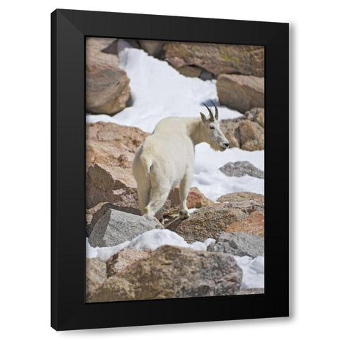 CO, Mount Evans Mountain goat standing on rocks Black Modern Wood Framed Art Print with Double Matting by Lord, Fred